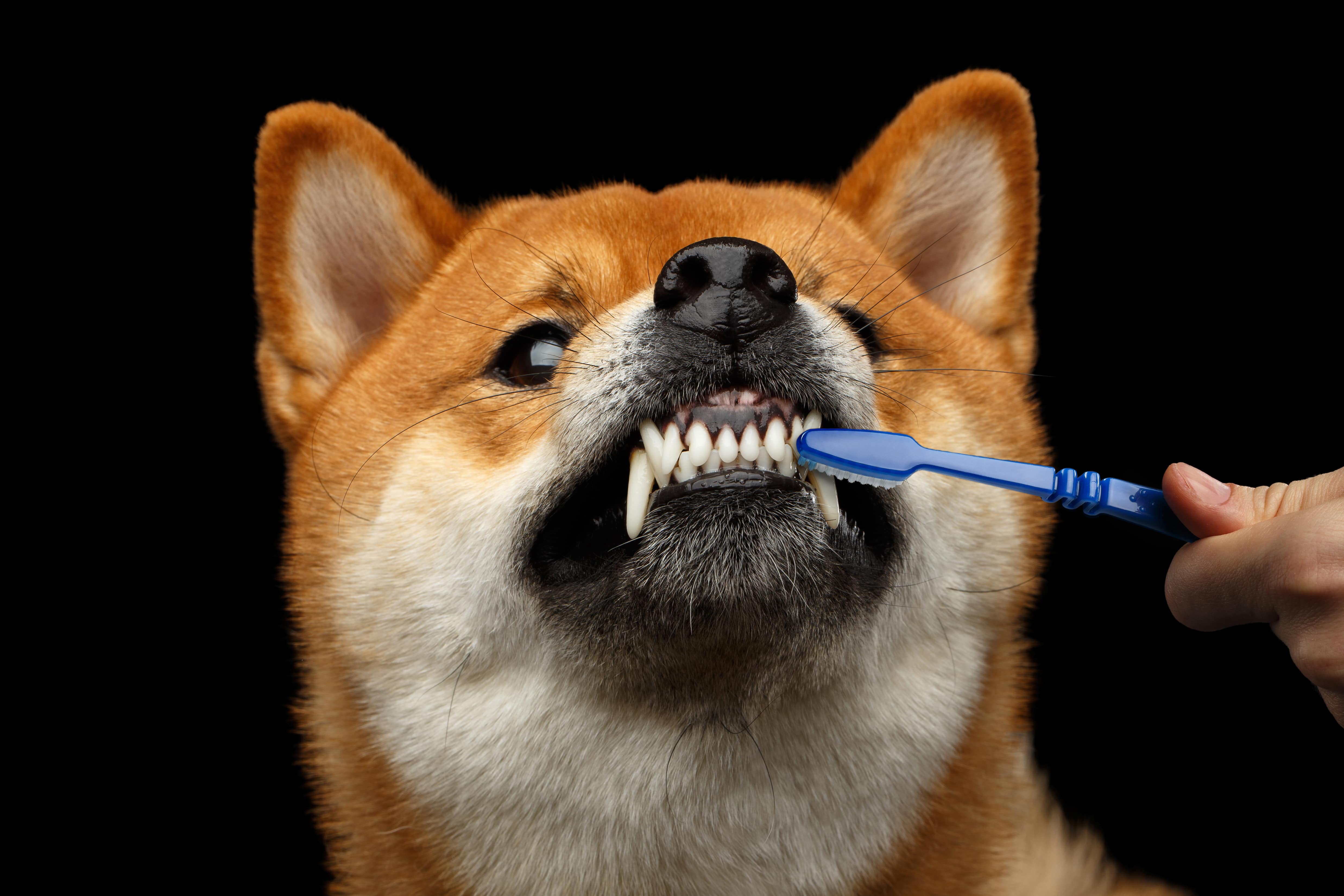 Shiba brosse a dents